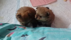 Немецкие шпицы