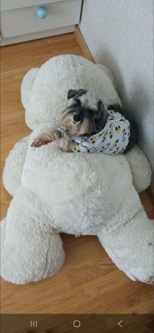 собака
