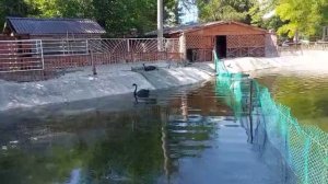 Ейск. Черные и белые - семья лебедей в Парке Горького