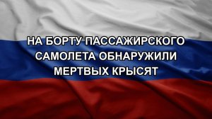 На борту пассажирского самолета обнаружили мертвых крысят