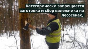 Чайковское лесничество напоминает - Собирайте валежник правильно