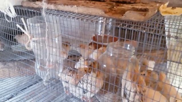 НАШ ПТИЧИЙ ДВОР.