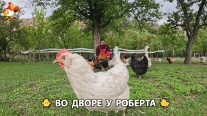 Содержание кур в домашних условиях и других птиц во дворе у Роберта 🐣🐤🦆🐔🪿🦃 (532)