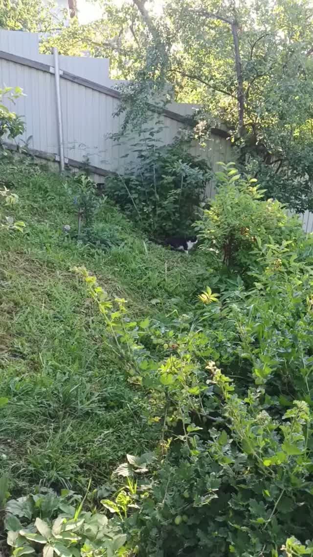 Чужой кот