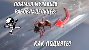 Нашел муравья рабовладельца! | Нашел раптиформику! #inshot #муравьи