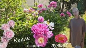 Цветение пионов прервали дожди 🌦️ Красота сада 🏡 Работаю 💃