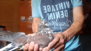 Николаевские голуби Продажа лишних 89046814543 25.06.2026 г  Часть  1