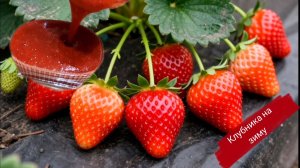 Готовим КЛУБНИКУ 🍓 на зиму. клубника
