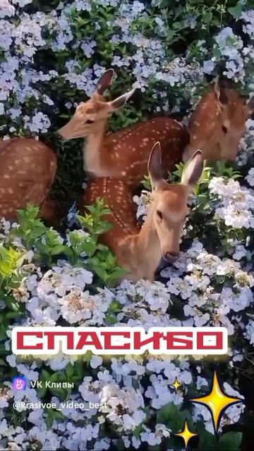 YouCut_20260625_174518477.mp4 смотреть онлайн