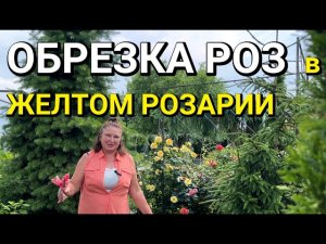 ОБРЕЗКА РОЗ ЛЕТОМ 🌹 после ПЕРВОГО ЦВЕТЕНИЯ (июнь 2026г) | Желтый розарий: сорта роз | Розы летом