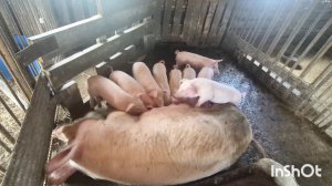 СВИНОМАТКА С ПОРОСЯТАМИ,НОУ ХАУ ОНИ В ШОКЕ