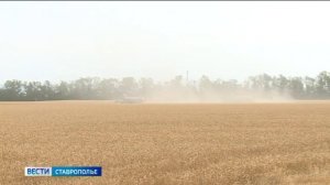 Уборка урожая началась на Ставрополье