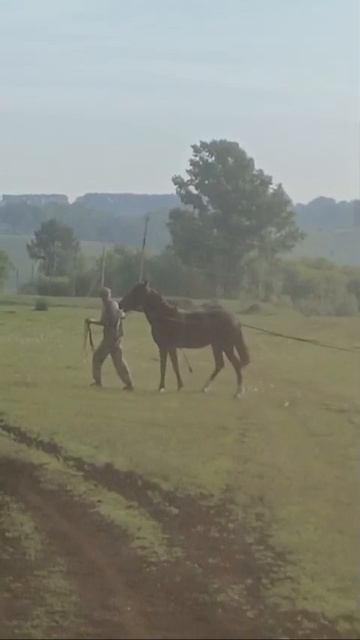 🐎 Заездка молодой лошади.
  😲👍🤩