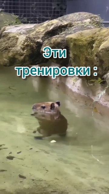 Мы плаваем сами в бассейне 😂