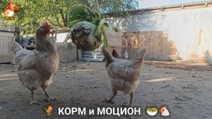 Кормление кур овощами и фруктами для зарядки и от скуки 🥗🐓🤗  (108)