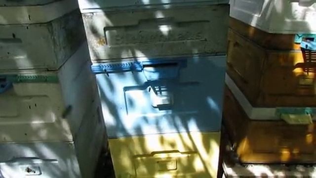 как я выбираю семью пчел для дальнейшего размножения , часть 2 , 24.06.2026