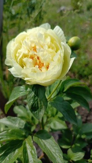 Lemon Chiffon 🌸 Цветение пионов в Сибири