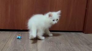 Мама-кошка, я пойду поиграю. Белый котенок Микки.