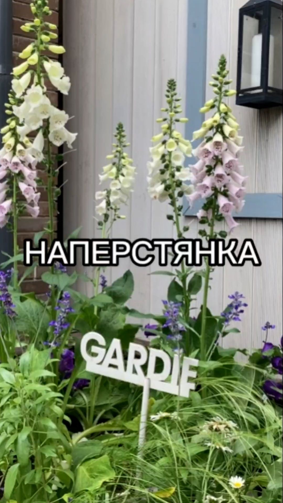 Идеальный цветок для газонов и миксбордеров.
