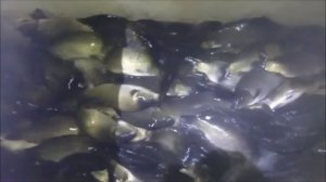 Зарыбление Верхнего водоёма карпом 1500 кг. Клёвое место Лосиный остров.