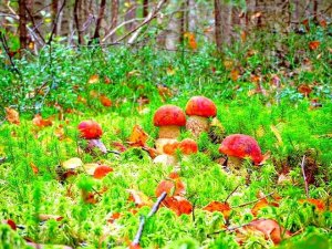 ГРИБЫ - Счастье Грибника! МОЩНЫЙ ВЫХОД В ЛЕС - МНОГО ГРИБОВ - СУПЕР ТИХАЯ ОХОТА! ГРИБЫ 2020