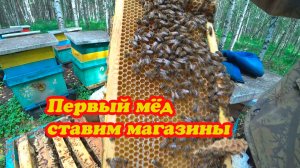СТАВИМ МАГАЗИННЫЕ НАДСТАВКИ И СМОТРИМ МЁД ВО ВТОРЫХ МАГАЗИНАХ НА ТОЧКЕ №1
