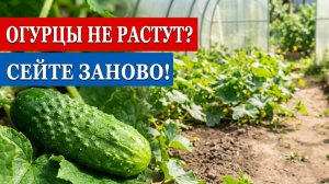 ОГУРЦЫ НЕ РАСТУТ? СЕЙТЕ ЗАНОВО! Вторая волна в июне — мой проверенный метод.