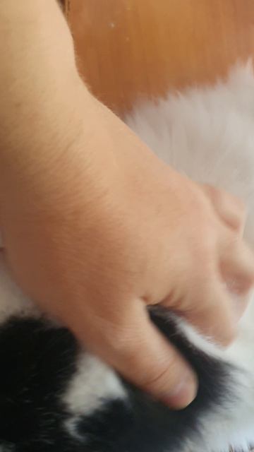 Кот Кузя 🥰👍🙏