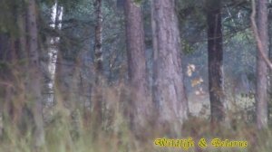 Как подвабить царя оленей - How to lure the king's deer - wildlife
