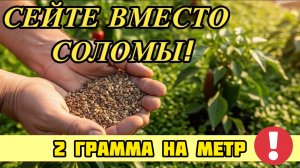 Забудьте о прополке и мульче! 2 копеечных семечка, которые создадут «ЖИВУЮ БРОНЮ» для огорода