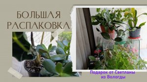 25-06-2026 Распаковка подарка. Новые жители и рукодельные приятности.