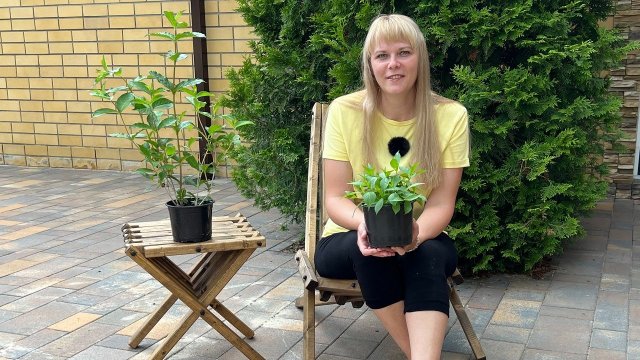 Вейгелла. Правила успешной посадки Вейгелла. Правила успешной посадки