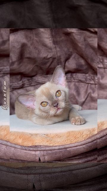 Шоколадный бурманский котёнок мальчик Quantum  Freya Way. Помёт «Q8»