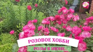 ОБЗОР РОЗ В ИЮНЕ