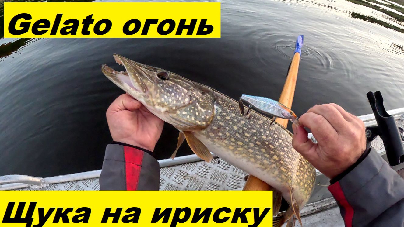 Гелато - огонь. Щука на Ириску. Балисонг по тихой воде. смотреть онлайн