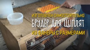 БРУДЕР для цыплят своими руками: все размеры и материалы 🐣