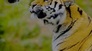 Clarity Beyond Reality — лучшие визуальные эффекты 8K HDR Dolby Vision (60 кадров в секунду)