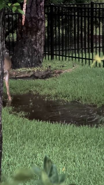 На водопое можно поиграться