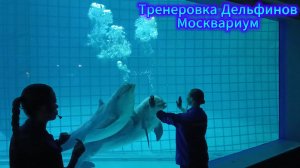 Тренеровка Дельфинов Москвариум