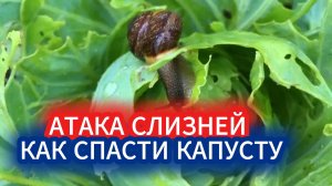 Июньская атака слизней: почему они опасны и как спасти капусту