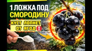 Посыпьте ЭТО под смородину зимой - летом кусты ломятся от ягод!