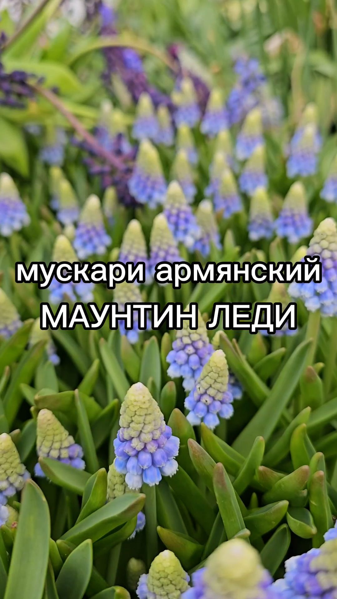 Неприхотливый и зимостойкий сорт мускари.