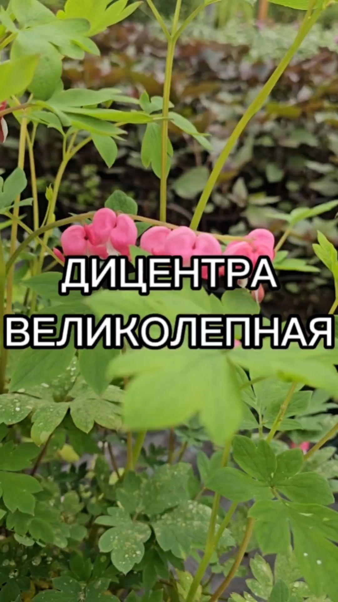 Изящный многолетник, идеально подходящий для срезки.