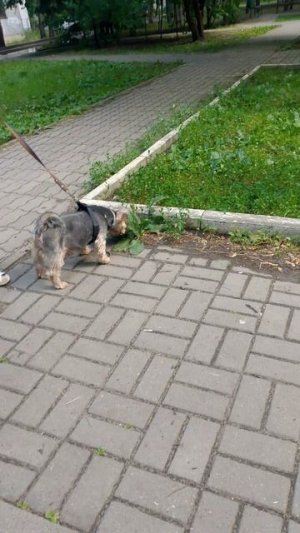 собака улыбака сиба приколы -встреча друзей