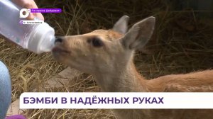 Под Находкой местные жители спасли оленёнка от стаи бродячих собак