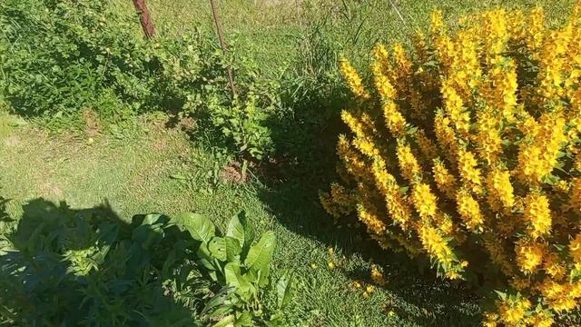 Цветение пионов и не только смотреть онлайн
