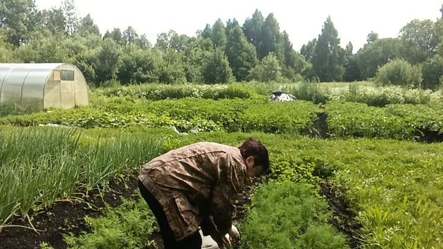 ОДИН ЛЕТНИЙ ДЕНЬ 🍓🍯🐝 ГОД  КОРМИТ
