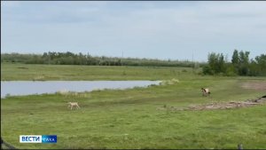 11:30 ВЕСТИ САХА 25/06/26 НА РУССКОМ ЯЗЫКЕ
