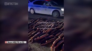 УФСБ пресекло незаконную перевозку крупной партии осетрины