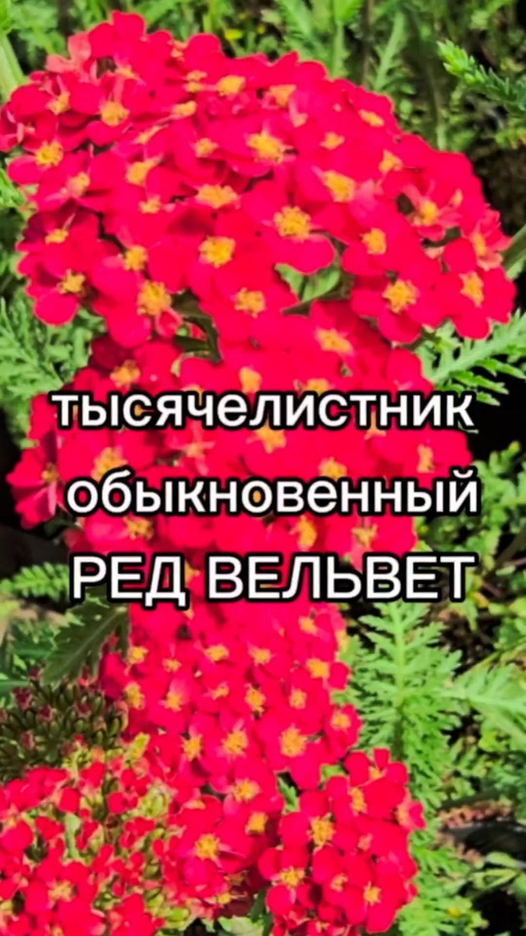 Неприхотливый многолетник для сада.